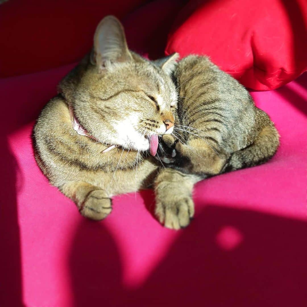 高口里純のインスタグラム：「暖かいねぇ☀️  #猫#きじとら猫 #ねこすたぐらむ #にゃんすたぐらむ   #cat#yogibo #pet」