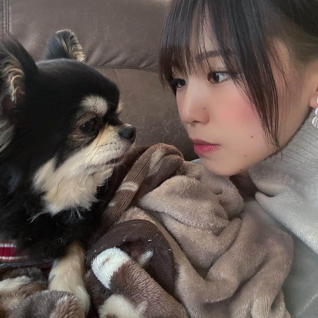 原あやののインスタグラム：「ちょっとだけホームカットした犬  #チワワ#ちわわ#いぬすたぐらむ#わんすたぐらむ#いぬのいる暮らし#犬バカ部#いぬ部#ちわわ #目を見てくれない#ツンデレですね#とてもいいです」