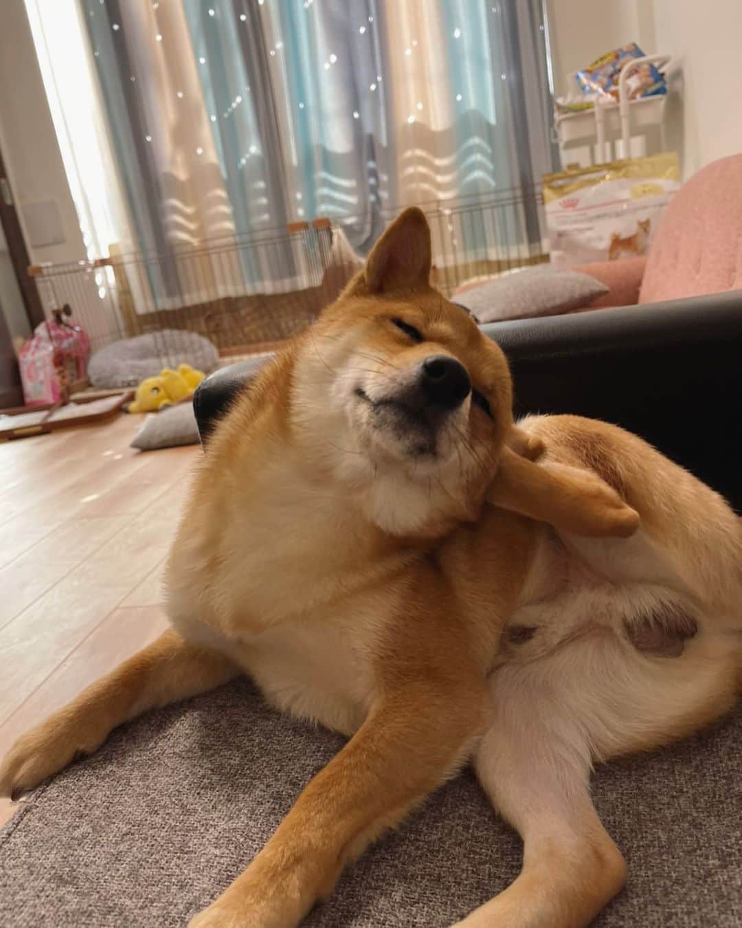 環奈（長沢菜々香の飼い犬）のインスタグラム：「かきかき」
