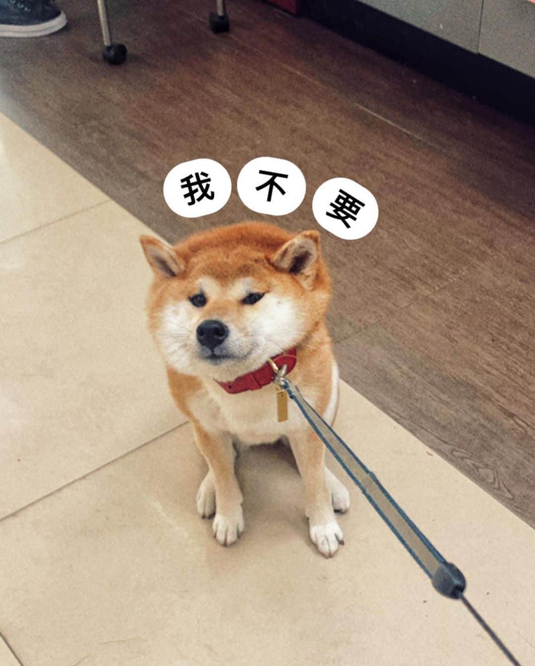 のインスタグラム：「除夕第一po 先給大家看看我們家不肯走的小狗 演出柴犬的經典畫面😂   項圈🐶 @macarro.pet」