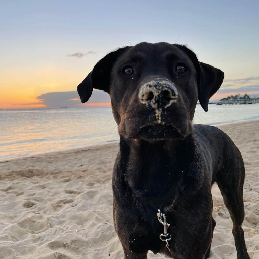 エビアン・クーさんのインスタグラム写真 - (エビアン・クーInstagram)「why do you like sand so much?  今週まとめたよ~ メインは犬の生活🐕毎日散歩タイム 海&砂が大好き鼻がすごい事になってる 可愛い分大変。こう見えて一歳なの  そしておニューのレストラン カカアコにできた所『イスタンブール』 トルコ出身のシェフ。フムスだったり ラム、中東系風のお料理おいしかったよ  お友達との一枚。こういう時にすごく 救われたのがお友達。特別に何かを してるわけじゃないけどずーとお話 してて笑ってる。  もう食べちゃってるけど このレーズン食パン🍞ハマってる 『ディーンデルーカ』 甘すぎず丁度良い味。」2月11日 17時34分 - avian_official