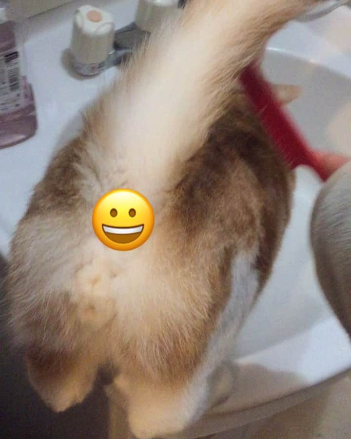 にゃんすくんのインスタグラム：「🤗✳︎穴が動く動く。  #ブラッシングチャンス  #cat #猫 #動物 #happy #funny #american #アメショ #ピクネコ #ペコねこ部 #catlover #instacat #ニャンスタ #にゃんすたぐらむ #pet #animal #面白い #癒し #猫部」