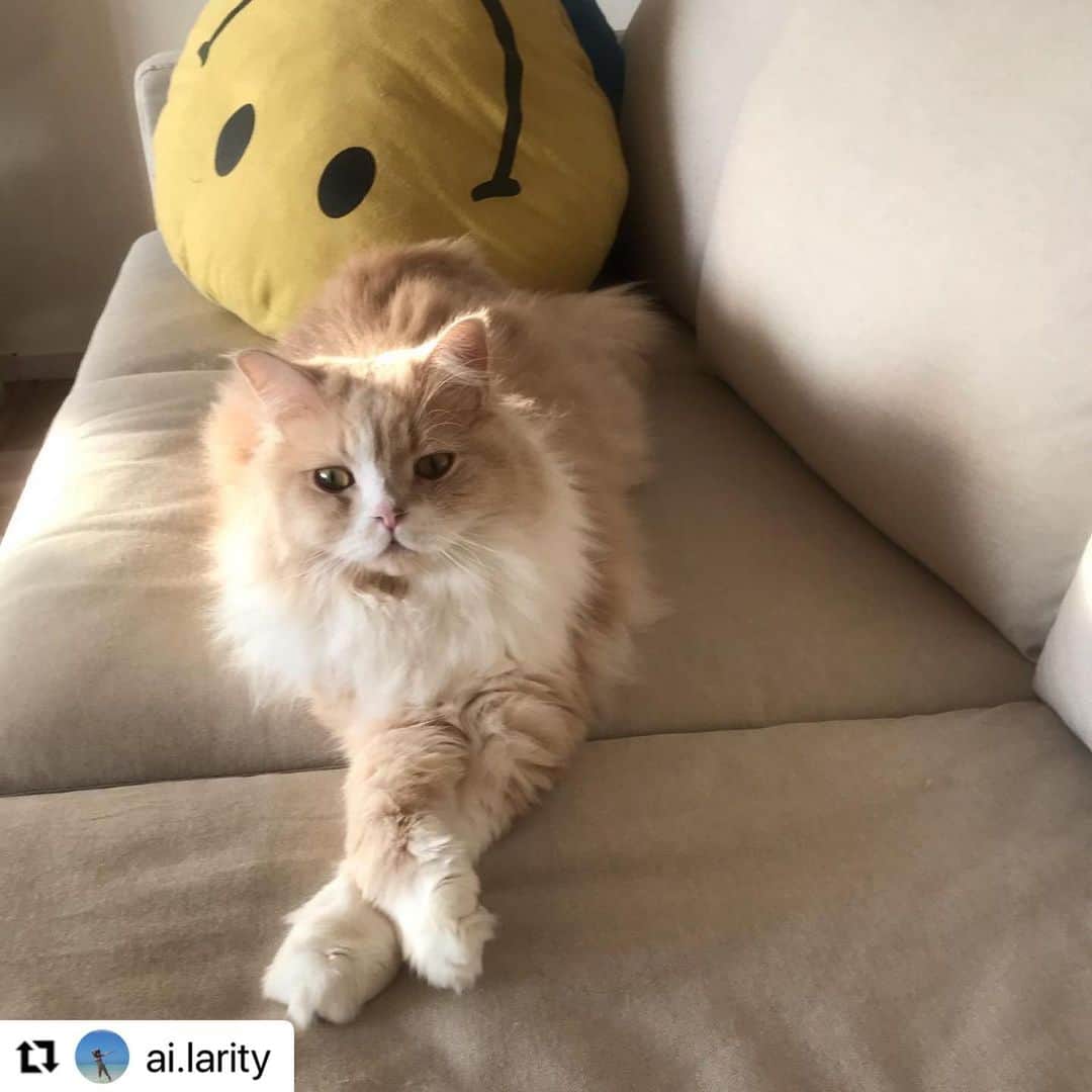 【公式】いぬのきもち・ねこのきもちのインスタグラム：「#Repost @ai.larity さんの茶々丸くん。  優雅な寛ぎのひととき✨  寝姿も美しそうだなあ😍  ハッシュタグ #いぬのきもち #ねこのきもち に投稿いただいた可愛い写真をご紹介しています！ 「いぬのきもちWEB　MAGAZINE」、「ねこのきもちWEB MAGAZINE」でもご紹介させていただくことも！  -------------------  .  #ねこ #猫  #ねこすたぐらむ #ねこのきもち #ねこ好き #ねこと暮らす #ねこ好きさんと繋がりたい #猫好きな人と繋がりたい #猫がいる生活 #猫と暮らす#猫好き #cat #catstagram #catsofinstagram #cats_of_instagram  #スコティッシュフォールド」