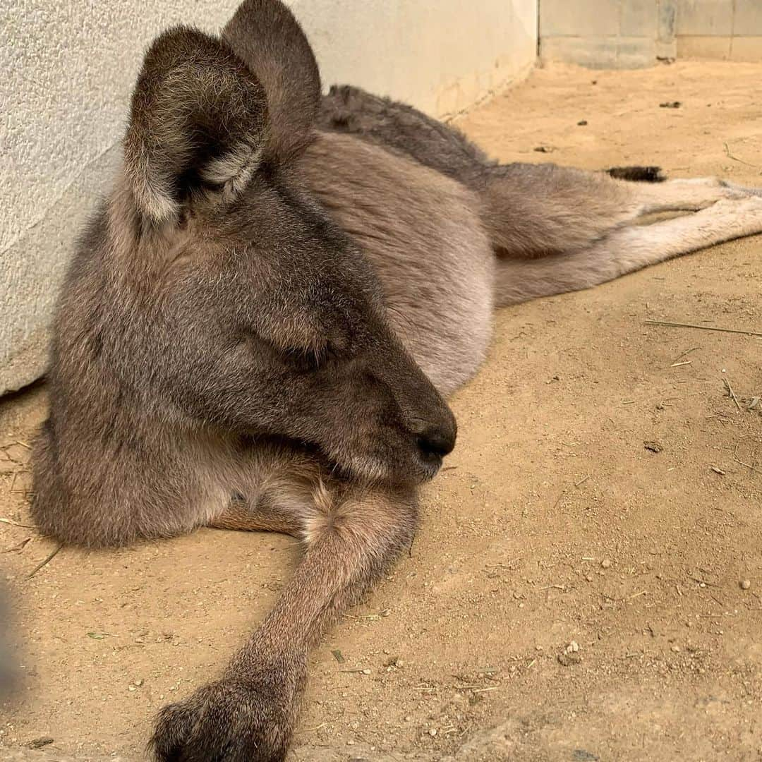 【公式】福岡ECO動物海洋専門学校のインスタグラム：「ふぁ〜、お腹いっぱい 眠たくなってきた💤  #オオカンガルー のテディちゃん🦘 学生が用意した小松菜とチモシーをたっぷり食べてお昼寝タイムに突入😴 見ているこちらも眠たくなってきます🥱  #福岡ECO #福岡エコ #福岡eco動物海洋専門学校 #カンガルー #動物園 #飼育員 #お昼寝 #すやすや #もふもふ #動物の寝顔 #癒し」