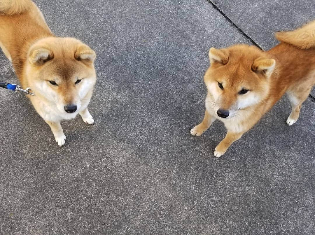 柴犬たま Shibainu Tamaさんのインスタグラム写真 - (柴犬たま Shibainu TamaInstagram)「下向いてる顔も似てる🤭 ﻿ Caption trans🇬🇧﻿ They even have similar faces looking down🤭 ﻿ #柴犬たま #たママ #たまーば #たま家族 #柴犬ウニ #祖母と孫 #似た者同士 #隔世遺伝 #仲良しファミリー #ふわもこ #かなりひし形 #笑顔 #柴犬 #shiba #shibainu #shibastagram #犬 #dog #多頭飼い」2月11日 18時11分 - tama7653