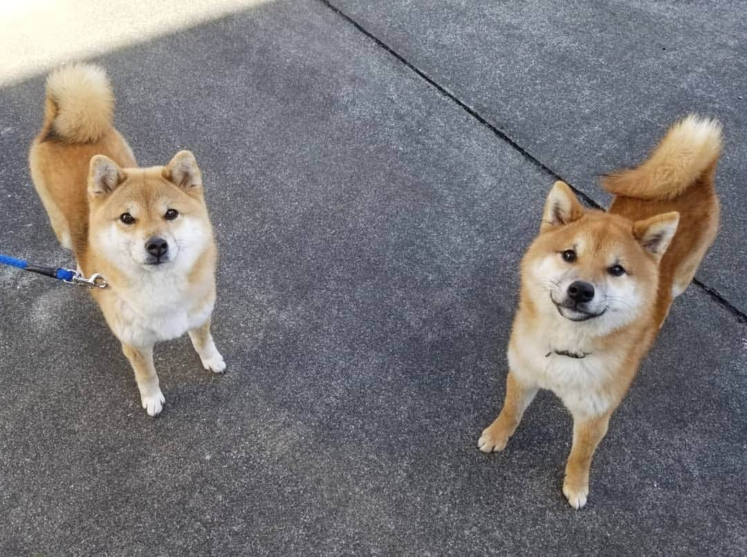 柴犬たま Shibainu Tamaさんのインスタグラム写真 - (柴犬たま Shibainu TamaInstagram)「下向いてる顔も似てる🤭 ﻿ Caption trans🇬🇧﻿ They even have similar faces looking down🤭 ﻿ #柴犬たま #たママ #たまーば #たま家族 #柴犬ウニ #祖母と孫 #似た者同士 #隔世遺伝 #仲良しファミリー #ふわもこ #かなりひし形 #笑顔 #柴犬 #shiba #shibainu #shibastagram #犬 #dog #多頭飼い」2月11日 18時11分 - tama7653