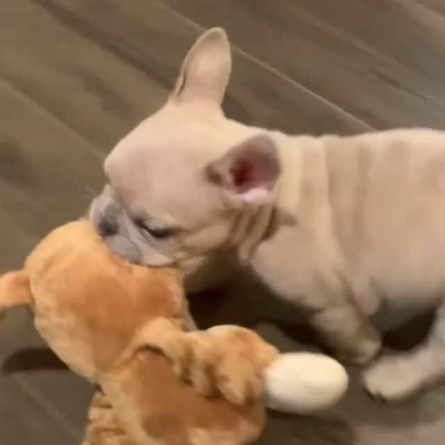 French Bulldogのインスタグラム