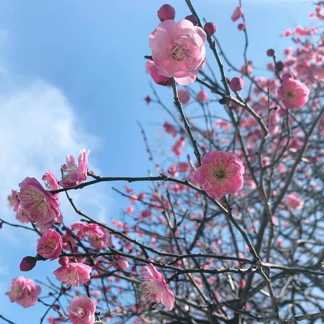 fumikaのインスタグラム：「お昼にぷら〜っと﻿ お蕎麦を食べに出た道中﻿ 梅の花が少しずつ咲いてた🐣﻿ ﻿ もうすぐ春ですね。」