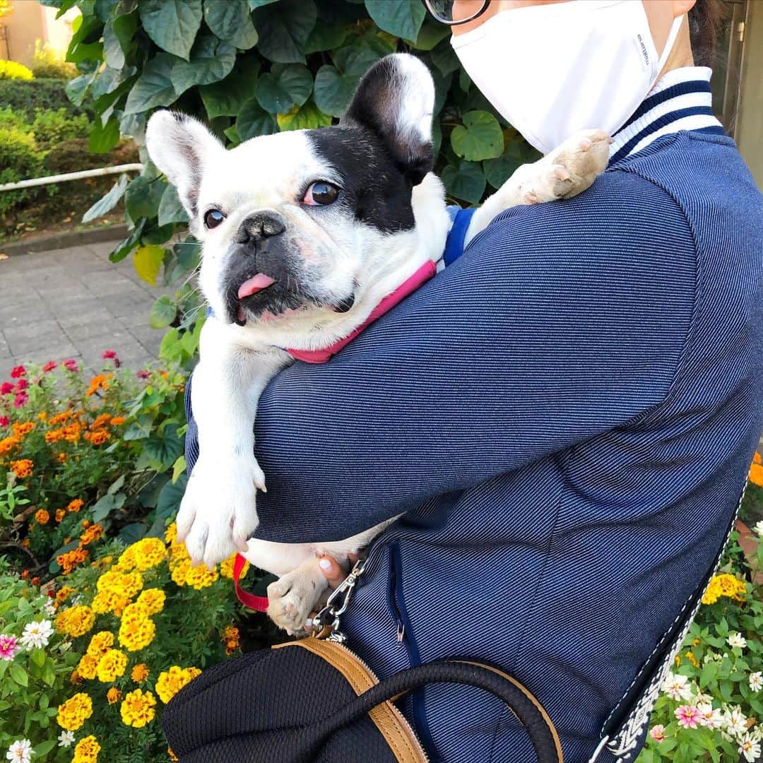 進藤やす子のインスタグラム：「✳︎ 散歩道のお花が綺麗で母が珍しく写真を撮ってくれたら、意外にも構図も👍でいい写真だったのに、私がすっぴんひっつめ髪にメガネでジャージという残念さでした😇 . . #オフモード #ひどい  #ふうこ日記 #ふうちゃん🐼 #ふがれす卒業生 #フレンチブルドッグ #フレンチブルドッグパイド」