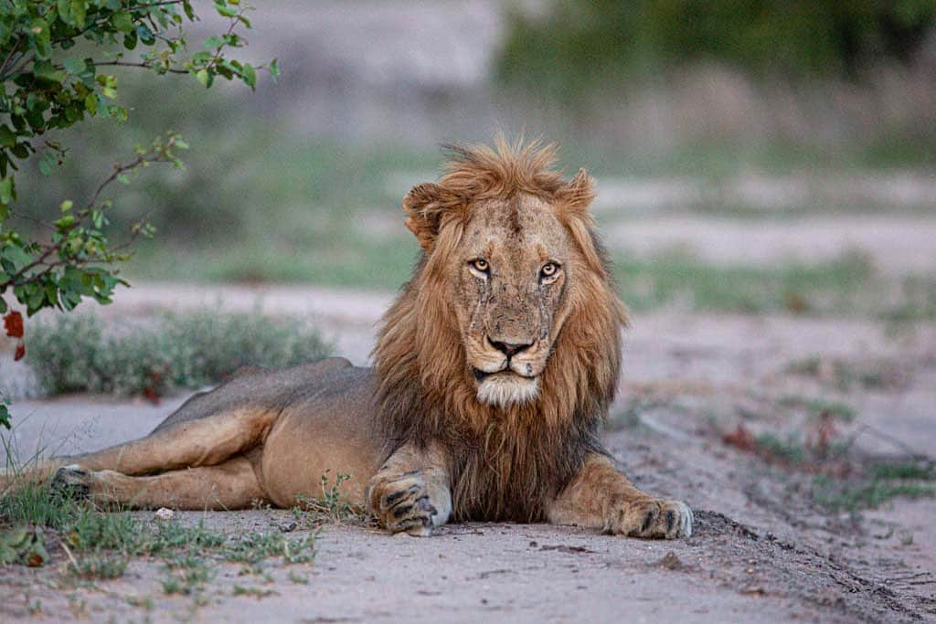 Kevin Richardson LionWhisperer さんのインスタグラム写真 - (Kevin Richardson LionWhisperer Instagram)「You can spend minutes, hours, days, weeks, or even months over-analyzing a situation; trying to put the pieces together, justifying what could’ve, would’ve happened… or you can just leave the pieces on the floor and move on.” Tupac Shakur This quote resonates so much with me because something seemingly unique to humans is the ability to live in the past. When I start slipping into this mindset, I give myself a hard reset, just like you would a frozen mobile phone and look forwards towards the future and all the opportunities that exist ahead. What I sometimes envy about lions and other animals is that they learn from past experiences but don’t dwell on them... well...sometimes! This beautiful boy I photographed @rockfig_safari_lodge has what seems like a permanent injury on his hind leg, but that certainly hasn’t deterred him from making a go of the one chance he has at life.」2月12日 0時02分 - lionwhisperersa