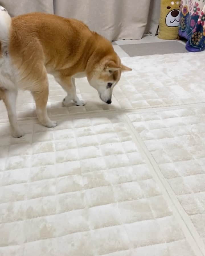 meekooのインスタグラム：「散歩の後のおたのしみ。お鼻を使ってツーオヤ探し😋 ほとんど見つけちゃいます✨ #ひと通り探し終えたとこ」