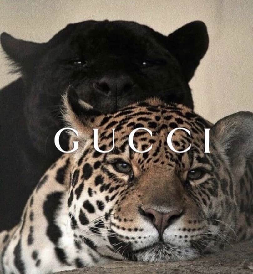 Alexandra M Rodriguezのインスタグラム：「“Quality is remembered long after the price is forgotten” - Aldo Gucci #quotes #gm #mood #gucci」