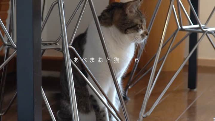 阿部真央のインスタグラム：「#おじさまと猫 今週も素敵だった😢  捉え方で見える世界は変わる。 過去の傷も、新たな出会いで癒やされ超えられることがある。  原作でも感激したポイントに ドラマでも改めて感動できるのが嬉しいし胸が熱い。 来週も楽しみです🐱✨  僭越ながら猫動画も投下します。  #あべまおと猫 #ふたりで居れば #阿部真央」