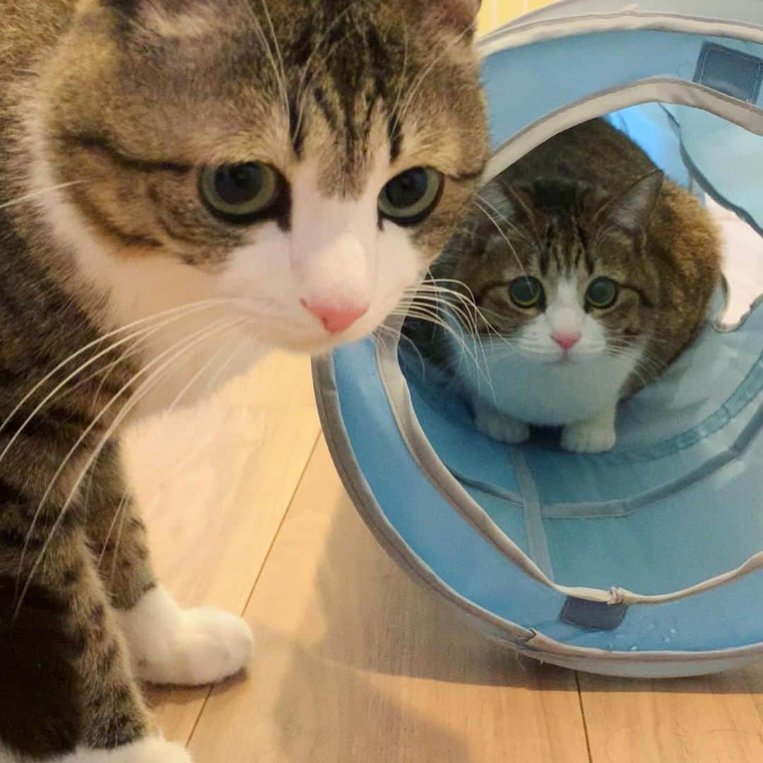 すずめくんのインスタグラム：「🥇🥈🥉  ふたりで なかよく遊んだにゃん🐱💓  #トンネルあそび  #すずめとうなぎ   Suzume & Unagi,played together.💖」