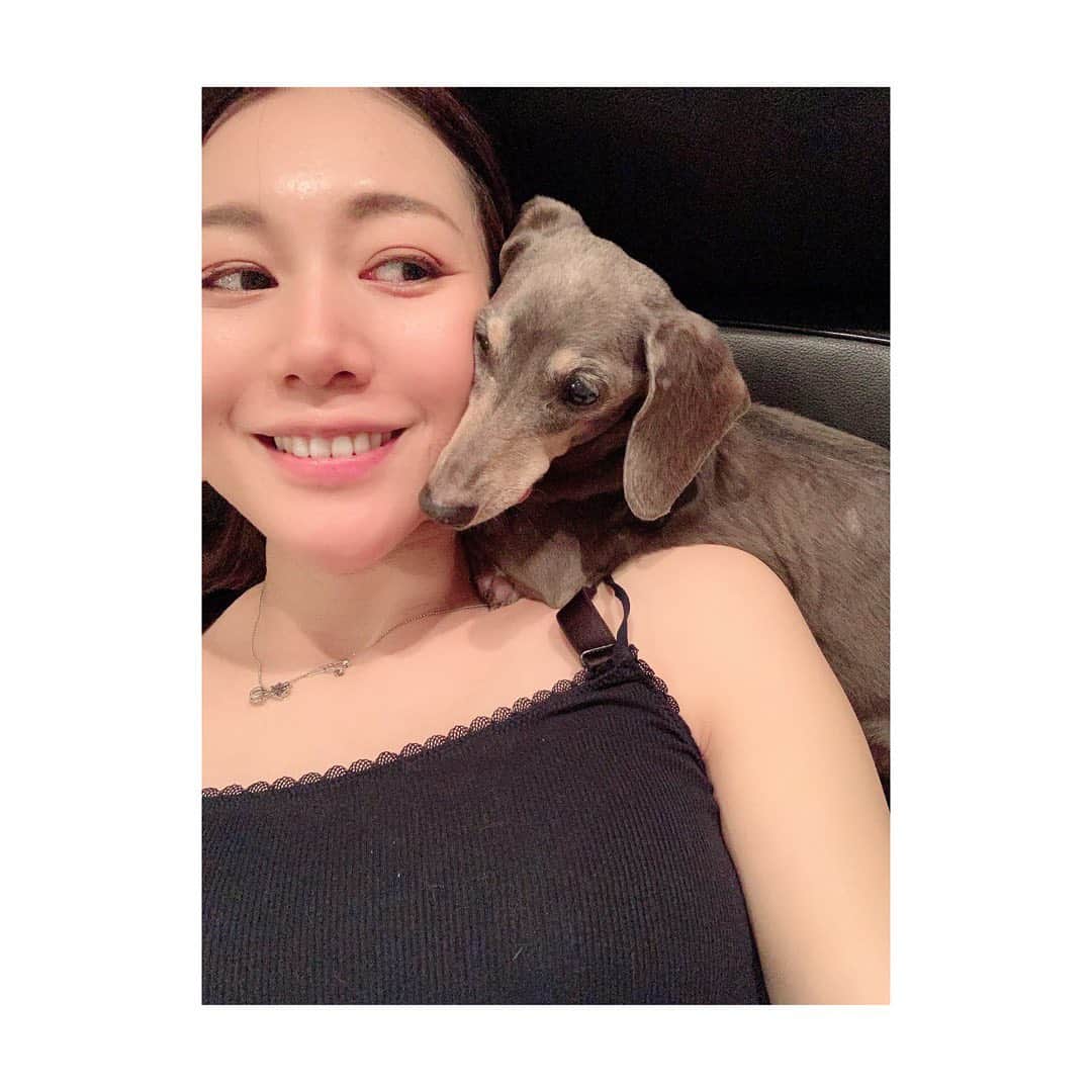 ダイエットコーチEICOのインスタグラム：「ルルがぴったりくっついてくれて嬉しい様子。 ルル啱啱坐我隔籬！好開心😃佢好得意呀♡  #ダックスフンド  #ミニチュアダックスフンド #スムースダックス  #スムースダックスフンド #ダックス部 #高齢犬 #長生きしてね #ながいきしてね🐶 #甘えん坊犬 #保護犬 #保護犬を家族に #かわいい　#狗狗 #🐶　#ダイエットコーチEICO #ダイエットコーチ　#犬のいる暮らし #犬バカ部  #犬のいる生活」