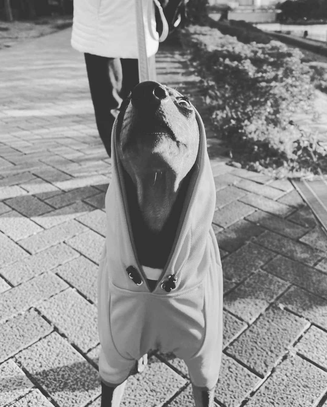 ケンブリッジ飛鳥さんのインスタグラム写真 - (ケンブリッジ飛鳥Instagram)「🐕🐕🐕」2月11日 18時35分 - c_aska9