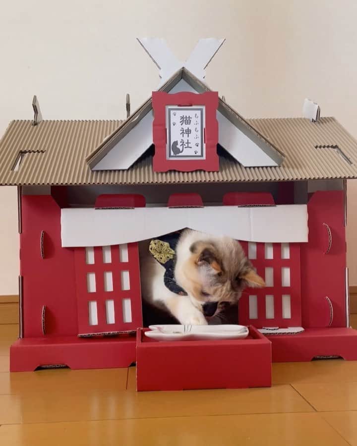 maimocotoのインスタグラム：「今日はお天気も良かったから近所の猫神社へ行ってきたよ⛩ ＊ ＊  （お外の猫がみんなお家猫になれる日がきますように🙏） ＊ ＊ 『ちー、猫の神様っておやつ食べ放題で羨ましくなっちゃったの！🐟』 ＊ ＊ #自宅にパワースポット✨ #賽銭泥棒 #もふもふ猫神社 ※保護活動のご支援ということでいただいた爪とぎです✨ありがとうございます😭（ @you_mofu ） ＊ ＊ 明日5ヶ月の黒猫くん、来週5ヶ月の兄妹猫がやってきます。そこまで子猫ではないから里親さんに繋ぐのは時間がかかってしまうかもしれないけど、会えるのが楽しみ❤︎みんな幸せにしてあげられるようにがんばるよー✨」