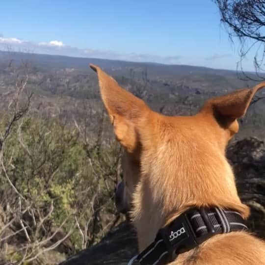 エミリー・スコットのインスタグラム：「Rejuvenation. Love Australia for its varied landscape」