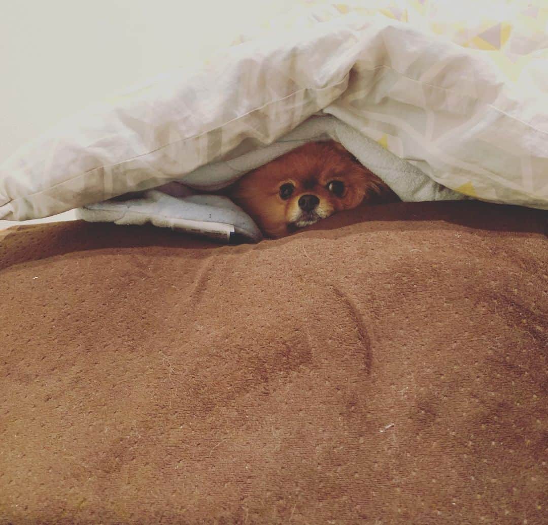 のインスタグラム：「#やっぱり犬が好き  今日は家で大人しく作業をしてます  #ポメラニアン #プー太 くん  期間子守り中！  #石原寛子 さん」