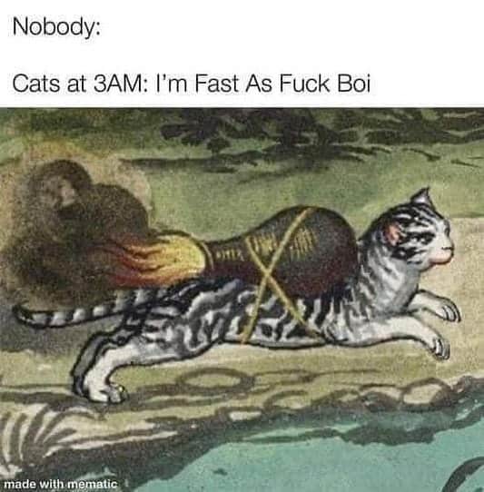 The Cats Of Instagramのインスタグラム：「Time: 1:45 AM PST @paw_mccartney & @bing_clawsby currently running back and forth, in and out of our room and across our bed. WHY?! (Credit: Unknown)」