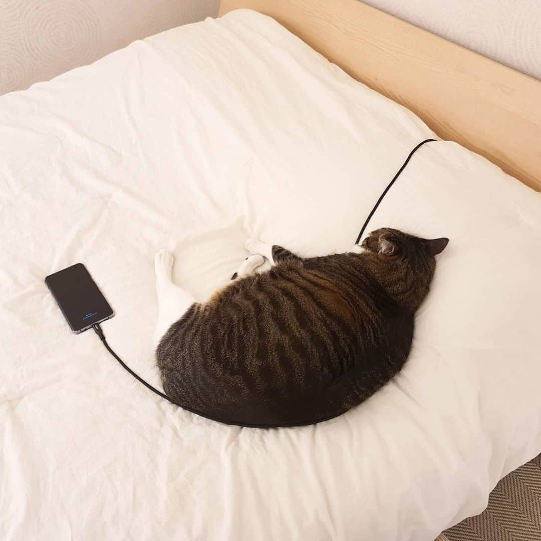 Aww Clubさんのインスタグラム写真 - (Aww ClubInstagram)「That's a fluffy Chonk Giant power bank 😲⠀ ⠀ 📷@jaywana__⠀ ⠀ #meowed #jaywana #Chonk #Chonky #tabby #tabbycat #powerbank #charger #catinbed」2月11日 19時00分 - meowed