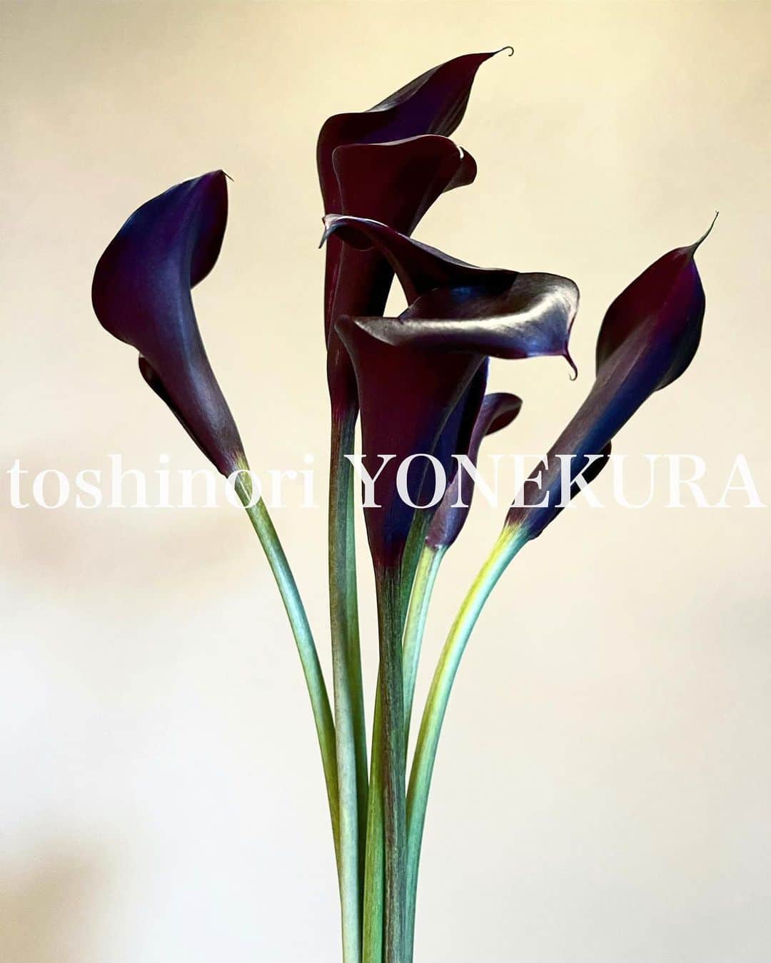 米倉利紀さんのインスタグラム写真 - (米倉利紀Instagram)「flowers of this week #男花 #花のある生活」2月11日 19時06分 - toshi_yonekura