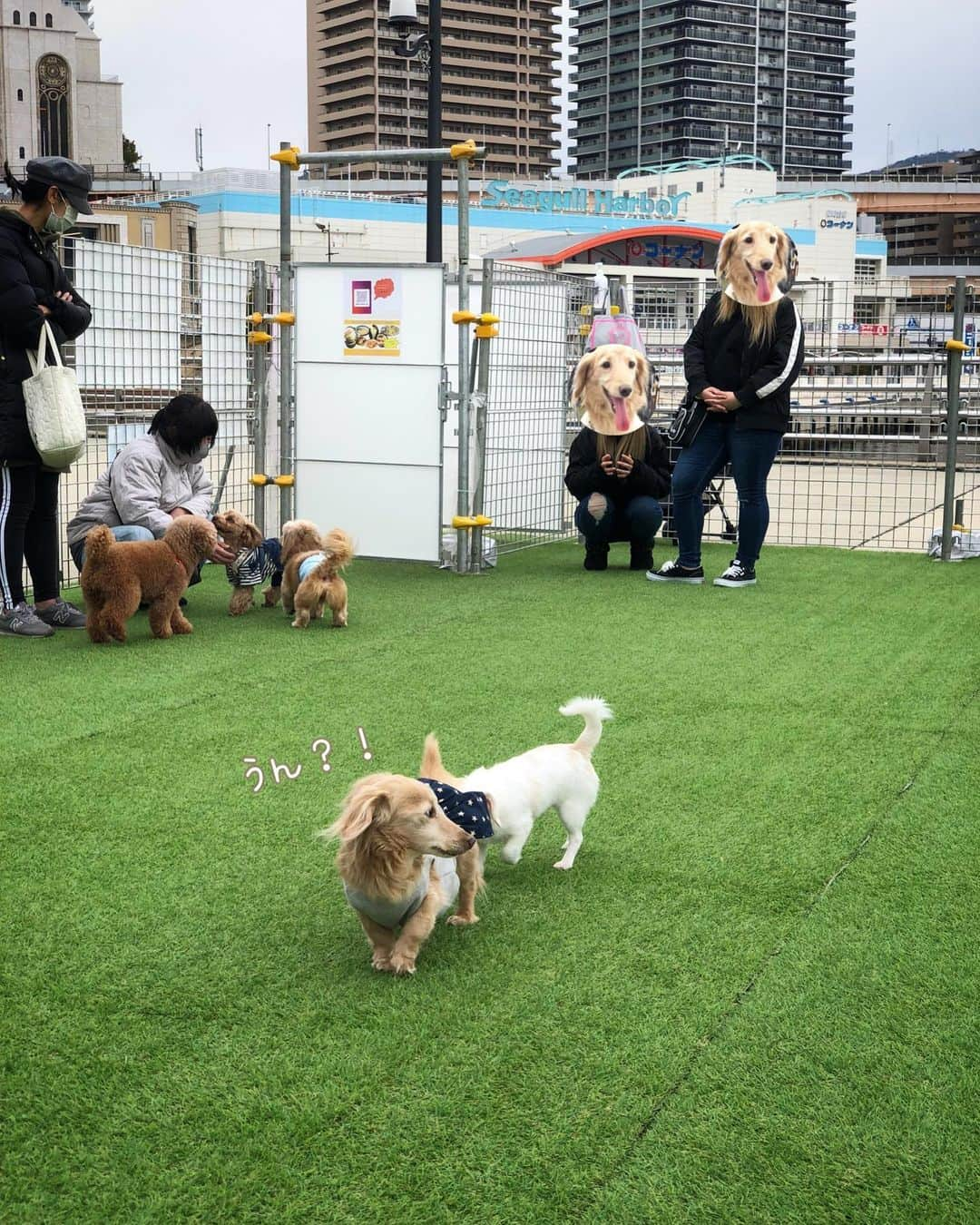 チズさんのインスタグラム写真 - (チズInstagram)「ヤングなワンちゃん🐶に 気に入られたみたい😍✨  #期間限定ドックラン 🐕💨 #ハーバーワンダーランド #ハーバーランド #モザイク#umie #わんことおでかけ #動くマロン #movie 🎥 #おじさんはしゃぐ ❤︎ #グイグイ来られると焦る我がワン🐶💦  #Mダックス#ダックス#ミニチュアダックス #親父犬#シニア犬#ミニチュアダックスフンド #ミニチュアダックスクリーム#短足部 #短足犬#カニンヘンダックス #ダックス14歳#カニンヘンダックスフンド#犬は家族#犬のいる生活#シニアライフ#インスタでわんこみるのが日課 ♡♡」2月11日 19時06分 - sqi.chizu