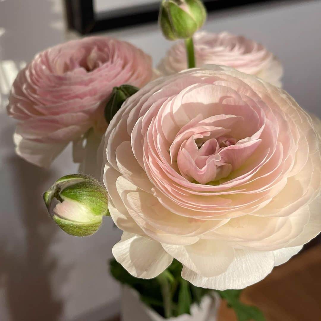 穴井千尋さんのインスタグラム写真 - (穴井千尋Instagram)「. ラナンキュラス💗 好きなお花の一つ。グラデーションがとっても綺麗☺️今日朝見たら少しつぼみが開いてました😊 . #ラナンキュラス #お花 #お花のある暮らし #flowers」2月11日 19時08分 - chihiro_anai_official