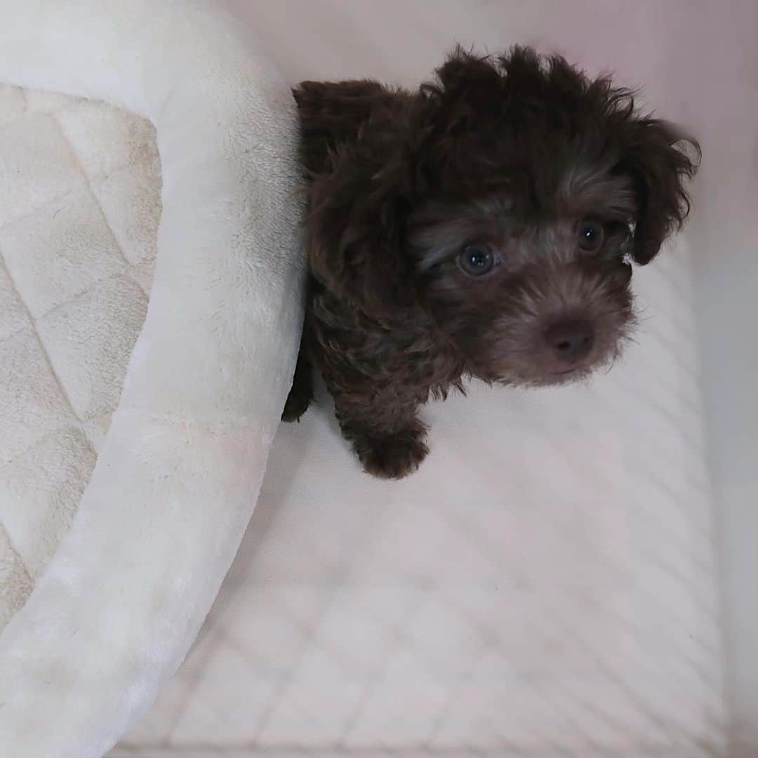 東野佑美さんのインスタグラム写真 - (東野佑美Instagram)「﻿ Puppy BOTA 🥺❤︎﻿ ﻿ ﻿ ﻿ #mysweetie #puppy #socute #ボタの成長記録 #犬のいる暮らし」2月11日 19時16分 - yumi.higashino