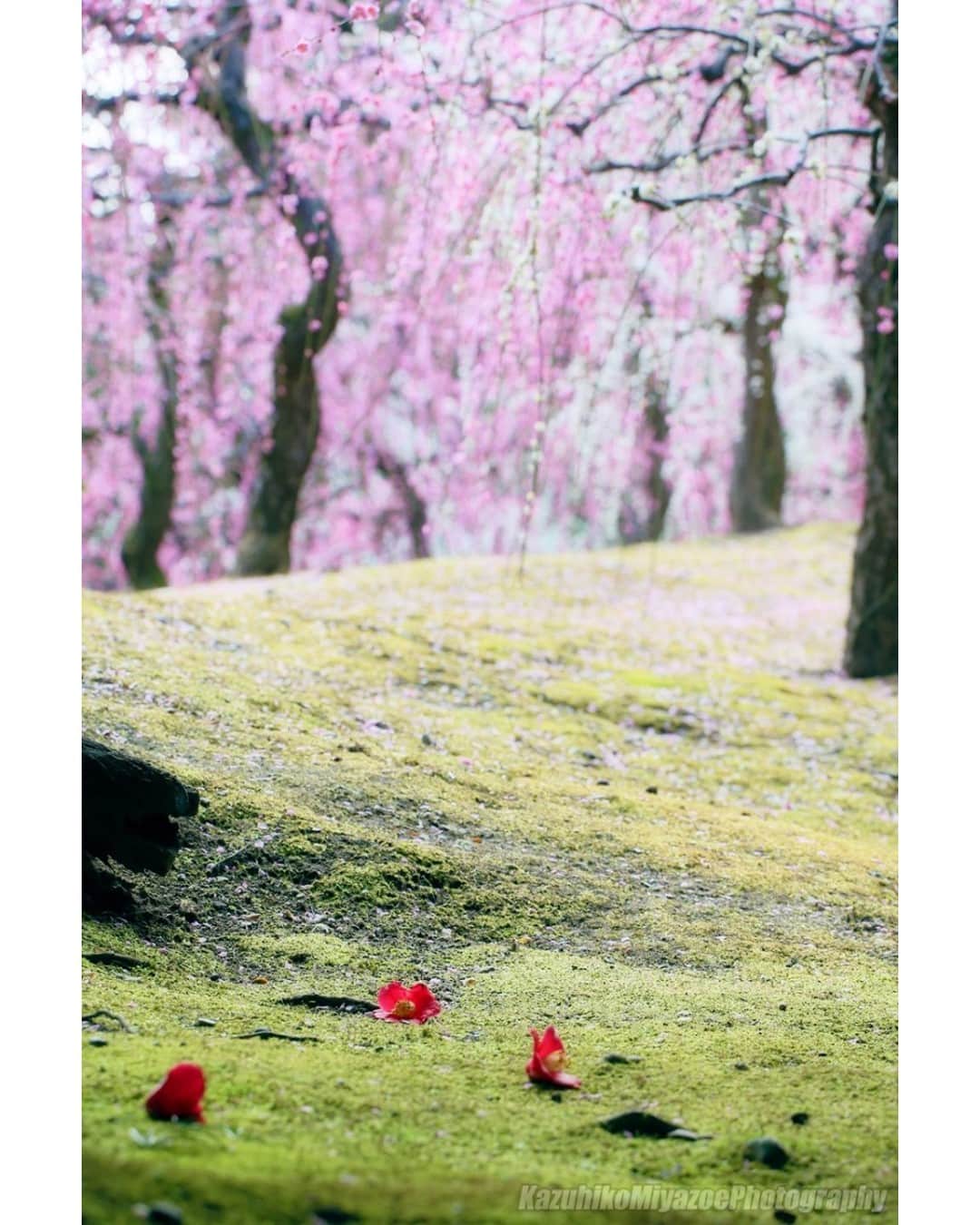 花の写真館のインスタグラム：「Photo by Kazuhiko Miyazoe.⠀ .⠀ Original Post[投稿いただいたURL]⠀ https://www.facebook.com/photo.php?fbid=3544003289007958⠀ .⠀ 本アカウントは、 #私の花の写真 をつけてInstagramに投稿された皆さまの花の写真や、「花の写真館」Facebookページで投稿された花の写真を紹介します。⠀ 「花の写真館」Facebookページは、「 @floral.photograph 」のプロフィールにあるURLからご覧ください。⠀ .⠀ ※各自、政府、自治体など公的機関の指示に従った行動をお願いします。⠀⠀ 東京カメラ部および分室では、写真を「見る楽しみ」を提供することを通して、微力ながら皆様にわずかな時間でも癒しをお届けしたいと思っております。⠀ ※本アカウントは東京カメラ部がFacebook、Instagramのサービスを利用して運営しているもので、Facebook社・Instagramとは一切関係ありません。⠀ .⠀ #花の写真館 #floralphotograph #floralphoto #flower #flowers⠀ Follow: @floral.photograph」
