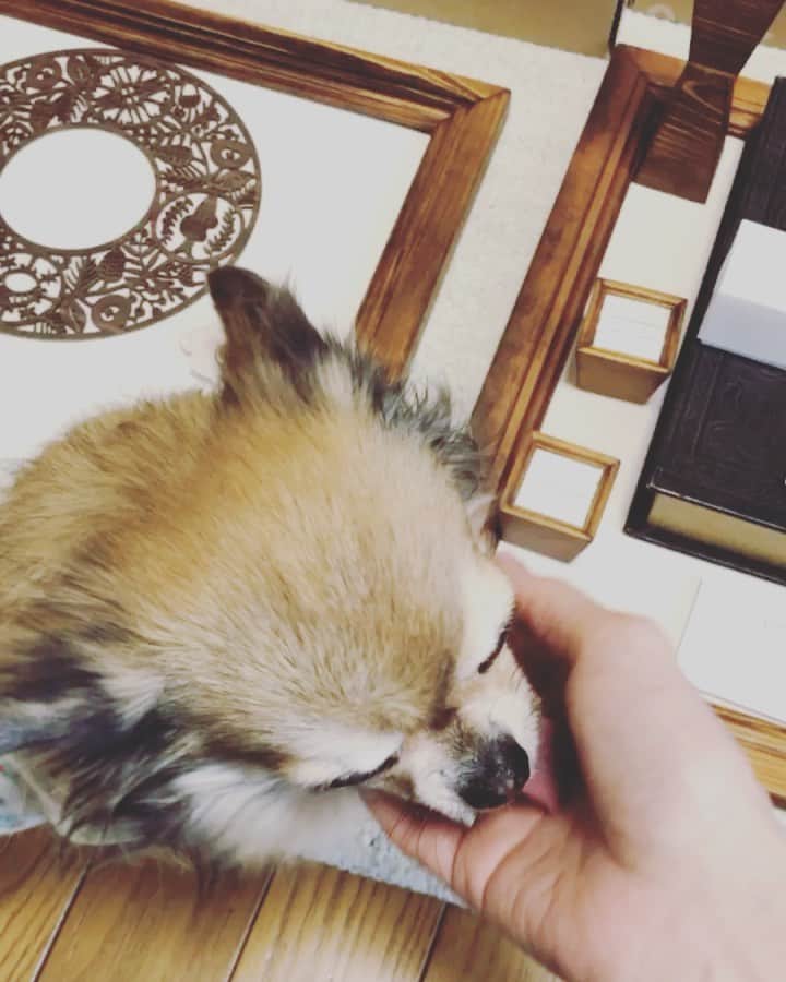 MIHOのインスタグラム：「今日から日曜日までは、東京のお仕事のみで、みっちりアレンデー　  サクッと取りにもどれないから、忘れ物大臣の焦燥感たるや  お洋服とかお化粧品とかはいざとなったら買えるからしんぱいしてないけど、ディスプレイものやラッピング、除菌物は抜かりなく、抜かりなく  えー、朝からやってるのに もうこんな時間？！  慌ててクリーニング屋さんにきて、スタバまったり中☺︎  今回は2ブランドスペースを初めて27.Allenだけでチャレンジするので、私的には限界に挑戦、笑  ルビィも全くかまえていないので、今日は何度もお部屋に様子パトロール  たまらん、笑  さ、帰ってもう一仕事しよっ☺︎  みんなもあたたかくて健やかな夜を☺︎  ﻿ 27.Allen 【apricity】POP UP﻿ 阪急うめだ本店1階﻿ プロモーションスペース11﻿ ﻿ 2021.Feb.17-23﻿ ﻿ 感染防止に努めながらイベント開催しますので、お近くにお越しの際は是非お立ち寄りください﻿ ﻿ 阪急うめだ本店﻿ 1階プロモーションスペース11﻿ ﻿ ﻿ #27allen﻿ #jewelry﻿ #present﻿ #heart﻿ #ヴァンセットアレン﻿ #ジュエリー﻿ #アクセサリー﻿ #ラッキーチャーム﻿ #プレゼント﻿ #リング﻿ #ブレスレット﻿ #天然石﻿ #阪急うめだ本店﻿ #1階プロモーションスペース11﻿ #くれぐれも無理なさらずお過ごし下さい﻿ #大阪﻿ #梅田﻿ ﻿#チワワ #ちびギャルとルビィ」