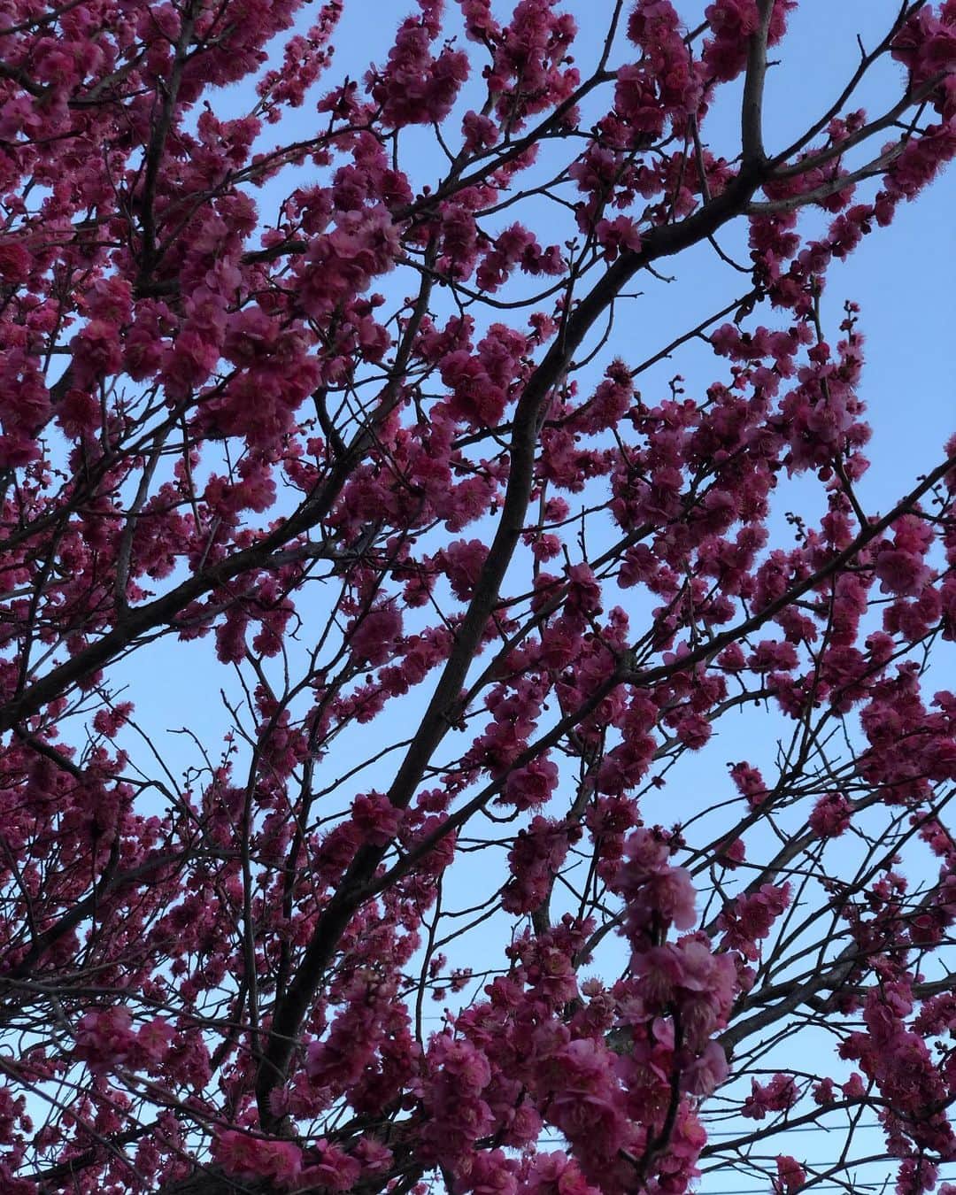 舞名里音さんのインスタグラム写真 - (舞名里音Instagram)「👣🐾 今日の散歩は じわじわと春を感じました。 (o˘◡˘o) 日も長くなり、 お花も芽吹いてて ご機嫌なじゃじゃまるです。 くんくんが 止まらないねっww  #日が長くなりました (o˘◡˘o) #じゃじゃまるとメイ #兄妹 #柴犬 #じゃじゃまる #兄ちゃん #子守り犬 #今日の散歩 #たったったったっ  #子供と犬 #いぬのきもち #いぬのいる暮らし」2月11日 19時41分 - maina_rion