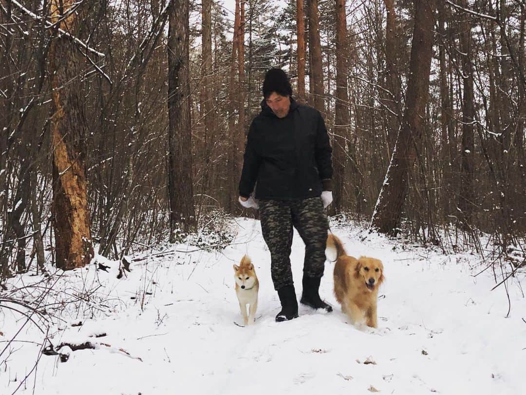 篠原信一のインスタグラム：「散歩🐕🦮  #柴犬 #しばいぬ #ゴールデンレトリバー #小鉄とニコの大冒険  #shibainu #goldenretriever #いぬすたぐらむ #いぬのいる暮らし #犬との暮らし #散歩 #雪」