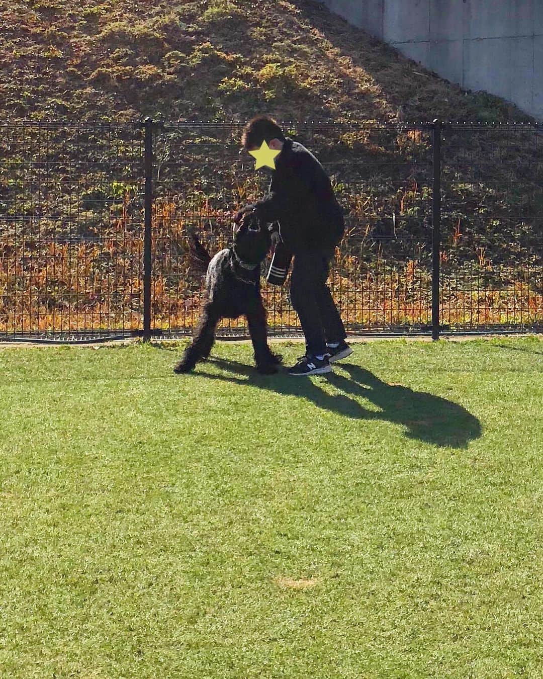 のインスタグラム：「. . さくらお嬢は息子が大好き 🌸🐕学校が休みで一緒に ランに来たのが嬉しくて嬉 しくて☺️兄妹みたいに兄 についていく💖可愛い💕 . .  #しなしさとこ #satokoshinashi #格闘技 #女子格闘技 #ジョシカク#黒シュナ #giantschnauzer #ジャイアントシュナウザー #シュナウザー #schnauzerworld #1歳犬 #シュナスタグラム #ドッグラン #大型犬のいる生活 #大型犬のいる生活#新横浜公園ドッグラン #新横浜公園#ボディアタック#しなしさくらお嬢」