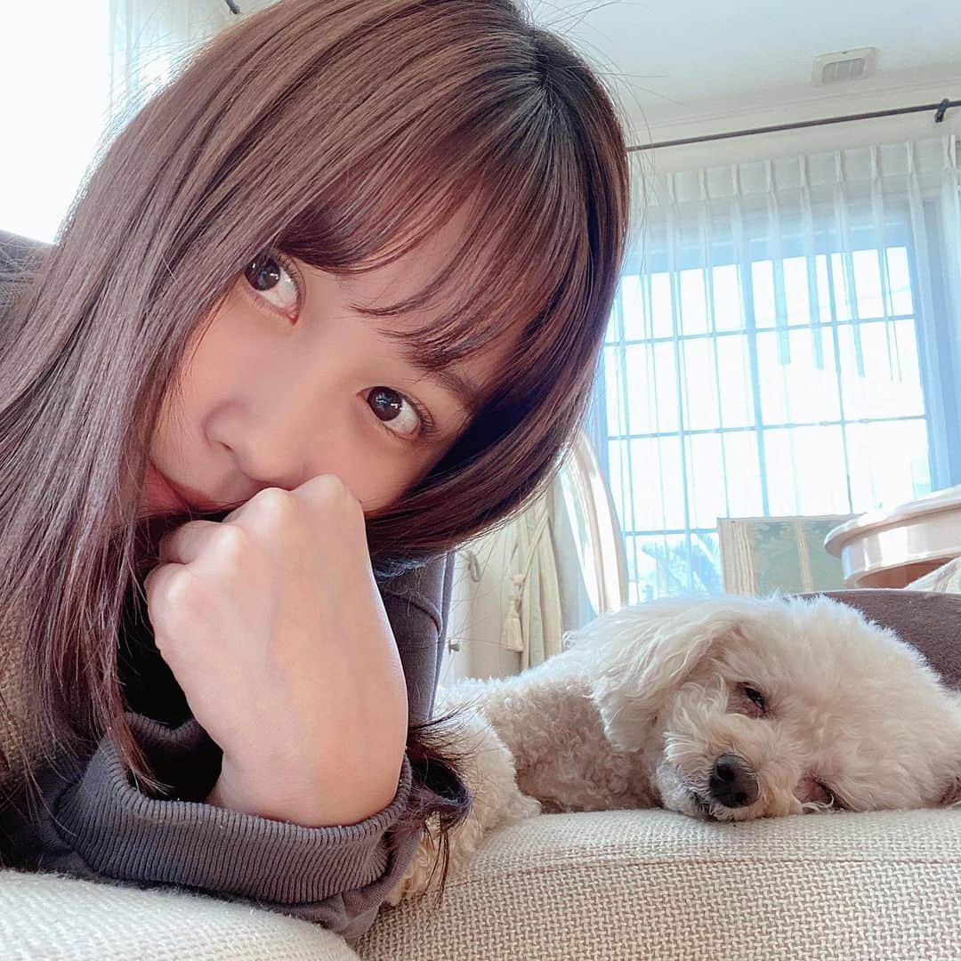 堺美紗稀さんのインスタグラム写真 - (堺美紗稀Instagram)「. おうち時間多くて犬ばかり🐶 もう8歳なんだけど、まだ子犬みたいな気持ち笑 またまた寝顔で半目🥲🥲  #いぬすたぐらむ #犬のいる暮らし #いぬバカ部 #トイプードル #アプリコット」2月11日 19時59分 - misaki__sakai