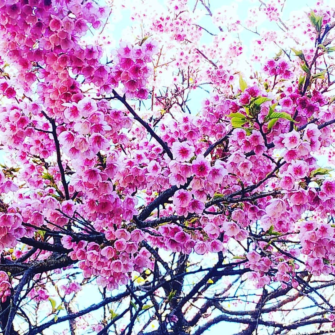 愛華みれさんのインスタグラム写真 - (愛華みれInstagram)「南大隅町から、春近し‼️🎶花美しく咲き誇り、春爛漫の桜花だわ😍💗」2月11日 20時14分 - mireaika