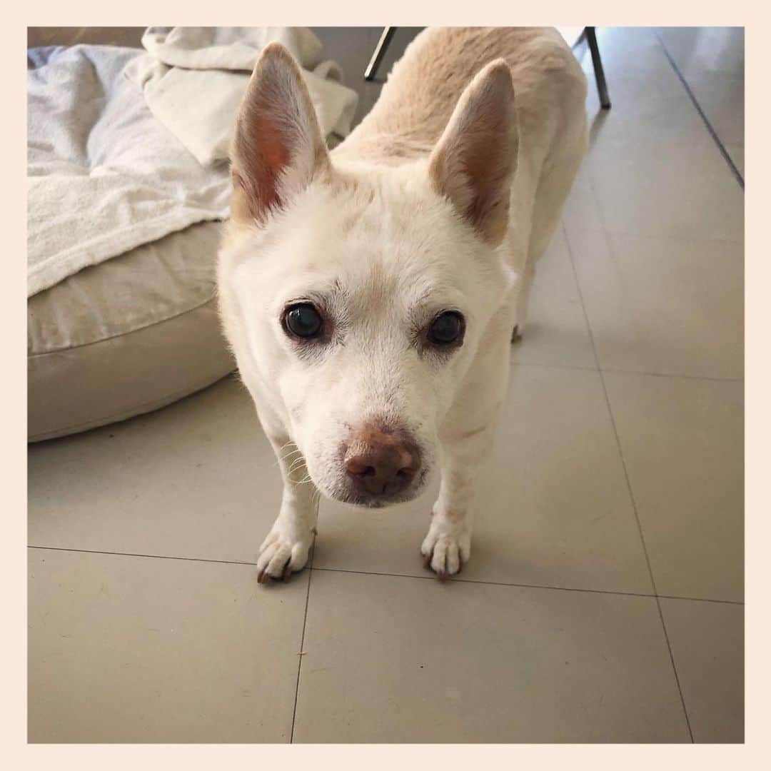 パンといっぴきのインスタグラム：「#元保護犬 #雑種犬 #crossbreed #mixdog #キップル14歳」