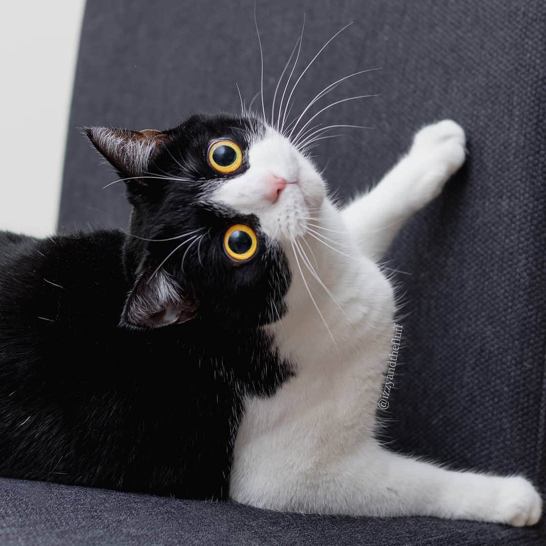 Zoe & Izzyのインスタグラム：「Purrty please?  Ever since we have our human sisfur Annabelle, we are big fans of tiny humans. We're very sad that our friends' baby Liam @liam_vs_sma has a disease that will be fatal unless he is treated with the world's most expensive medication. It's not covered by insurance. Losing your child is already an unimaginable pain - but what if it could have been prevented if it wasn't for money?! Please like, share and/or donate to help sweet Liam @liam_vs_sma have a chance at life. We'll be furever grateful.」