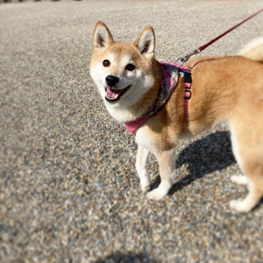 ゆもこさんのインスタグラム写真 - (ゆもこInstagram)「「きもちかったー！」 車に乗って混雑を回避してお出かけしてきました☺️ 久々のお出かけに始終笑顔なひよりとチビちゃん🐶🧒 可愛いね〜と声をかけて貰ってニコニコしておりました☺️ 本当に良いお天気で上着がいらないくらい💦 ワンコOKなお店のテラスでランチして帰ってきました😋 ※ ※ ※ #dogsofinstagram #日本犬 #柴犬 #柴 #赤柴 #shiba #犬バカ部 #ふわもこ部 #柴犬マニア #しば #shibadog #sibainu #ひより日和 #柴女子 #shibagram #worldofcutepets #cutedog #doglover #shibastagram #いぬら部 #柴犬ひより #peco犬部 #いぬのきもち」2月11日 20時35分 - yumohiyo