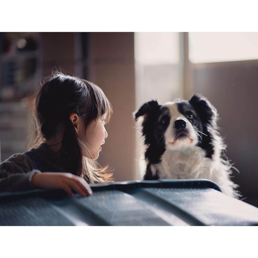 Kyooonのインスタグラム：「ハクくん🐶 ﻿ ﻿ 最近は素晴らしいご縁が多く﻿ 環境問題、化学物質や添加物のこと﻿ 発達障害に関すること、栄養のことなど いろいろ勉強させてもらっていて楽しい毎日です。﻿ 学びたいことがたくさんだ〜✍️﻿ ﻿  長女の入学準備がぜんっぜんできてなくて﻿ 焦る〜😂入学説明会もドキドキしていったら﻿ 物品購入だけであっさり終わってしまった〜！笑 心構えがまだできていない🤫🎒 #ボーダーコリー#sonya7iii#α7iii#レタッチ練習中#カメラ練習中 ﻿」