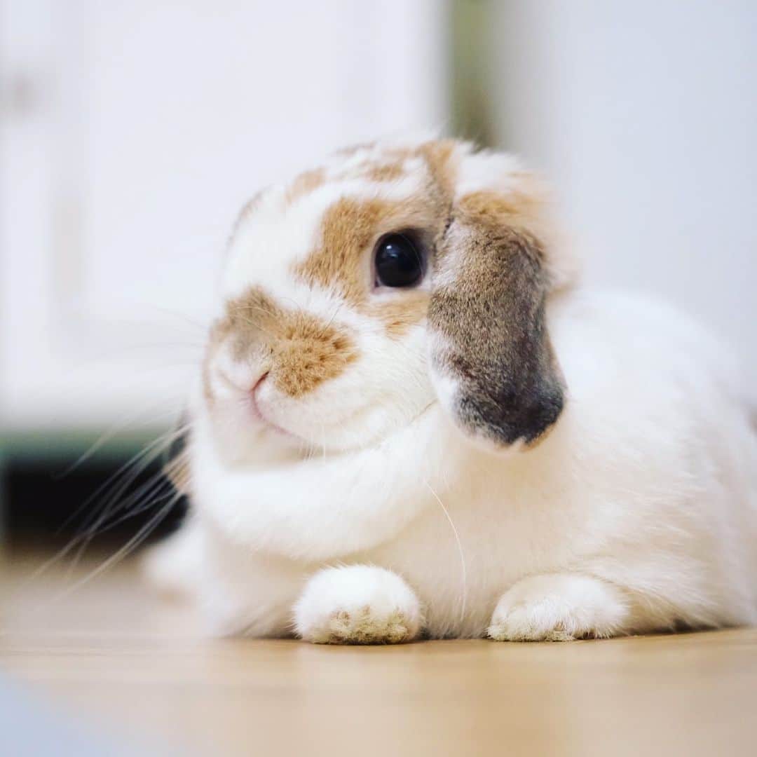 usagraphさんのインスタグラム写真 - (usagraphInstagram)「きなこもちが食べたくなる風貌をしていらっしゃる。 ＊ ＊ ＊ #うさぎ　#rabbit #bunny #アニマル写真部　＃instabunnies #igersjp  #tokyocameraclub #東京カメラ部  #bunnystagram  #うさぎ部 #ホーランドロップ #hollandlop  #ファインダー越しの私の世界  #myfujilove  #今日もx日和　#cutepets」2月11日 21時03分 - usagraph