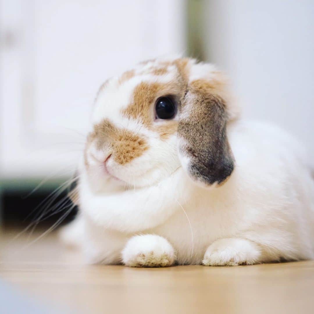 usagraphのインスタグラム：「きなこもちが食べたくなる風貌をしていらっしゃる。 ＊ ＊ ＊ #うさぎ　#rabbit #bunny #アニマル写真部　＃instabunnies #igersjp  #tokyocameraclub #東京カメラ部  #bunnystagram  #うさぎ部 #ホーランドロップ #hollandlop  #ファインダー越しの私の世界  #myfujilove  #今日もx日和　#cutepets」