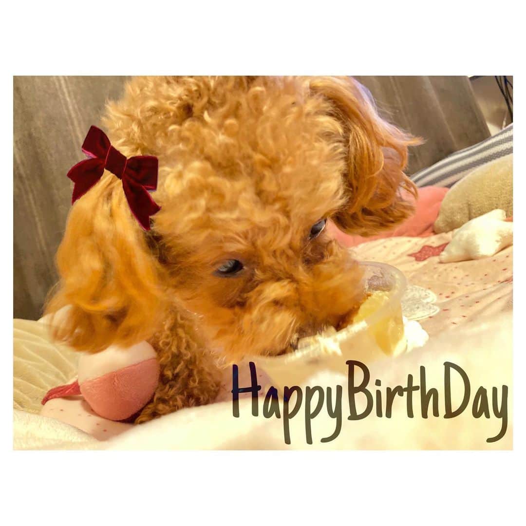 松尾薫のインスタグラム：「🎂 Happy Birth Day 𓈒𓏸𓐍 　 我が家の愛犬メイちゃんが2才になりました♥️  ワンちゃん用ケーキをガブっと！ 残りは明日食べようね🥄」