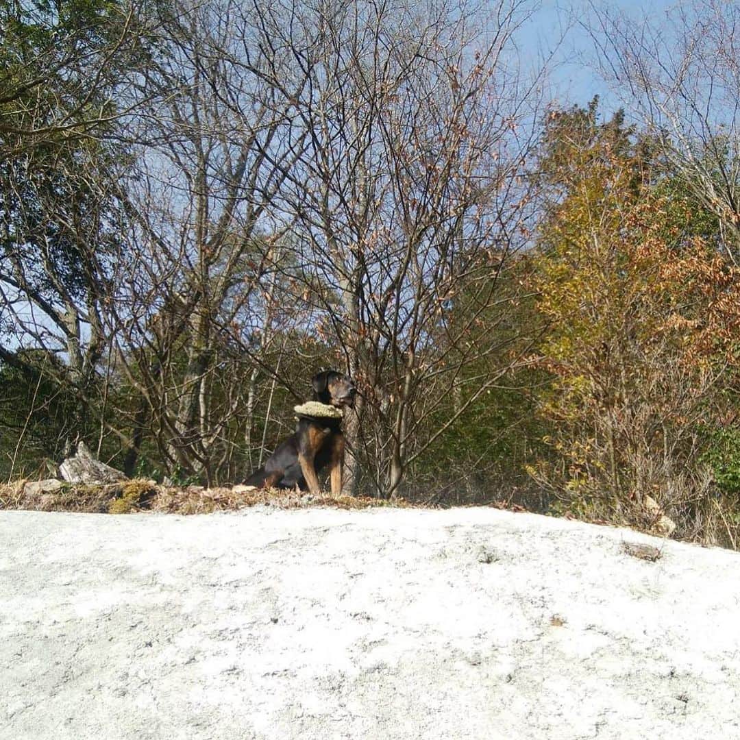 田中卓志さんのインスタグラム写真 - (田中卓志Instagram)「実家の犬マー君。 自然の中の高いところで、お座りして、遠くを眺めるのが趣味。  #アンガールズ #dogstagram」2月11日 21時27分 - ungirls_tanaka