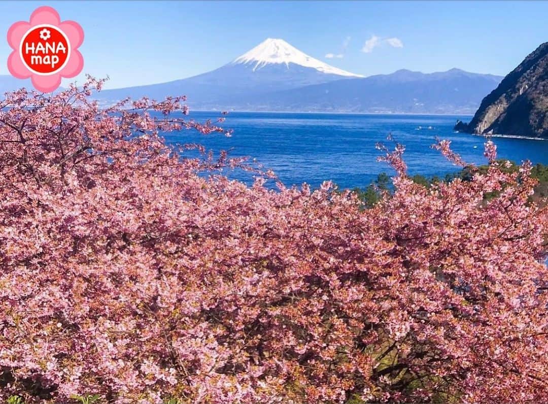 はなまっぷ❁日本の花風景さんのインスタグラム写真 - (はなまっぷ❁日本の花風景Instagram)「🌸はなまっぷ🌸 *  @kenichi_hayami さんの 花のある風景に花まるを💮 * 河津桜が咲き乱れ富士山を彩る見事な風景をありがとうございます😊🌸 * 静岡　#沼津 Numazu ,Shizuoka Pref. * 🌼河津桜の花言葉📝🌼 思いを託します * 🌹緊急事態宣言が解除されるまで、季節を問わず過去のお写真も含めてご紹介させていただきます🌺 * 🌸•••🌸•••🌸•••🌸•••🌸•••🌸 * いつも素敵なお花をありがとうございます😊 #はなまっぷ #日本の美しい花風景#花のある風景#花#花言葉#風景#富士山#桜#河津桜 * 🌸••••••お知らせ••••••🌸 * はなまっぷ本第3弾 世界中に贈りたい　花の絶景100 2月20日発売です！ Amazonからご予約いただけます📖 （@hanamap プロフィール欄にURL有） 日本の美しい花風景がたっぷり🌸 素晴らしい1冊に仕上がりましたのでぜひよろしくお願いいたします🙇‍♀️🌸」2月11日 21時31分 - hanamap