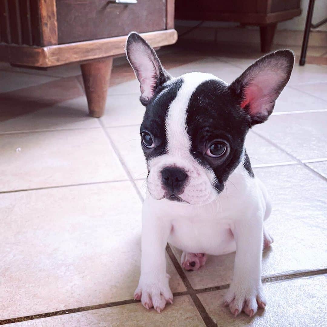 Regeneratti&Oliveira Kennelさんのインスタグラム写真 - (Regeneratti&Oliveira KennelInstagram)「Oh Juliet, you’re so cute 😍  Our sweet little frenchie is available and looking for a forever home Juliet s looking forward to meet his new mom and dad, and perhaps some siblings too 😍 #frenchbulldog #frenchie #puppy」2月11日 21時51分 - jmarcoz