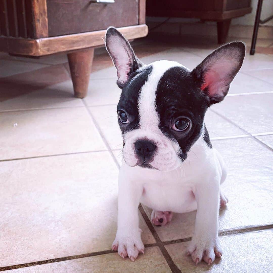 Regeneratti&Oliveira Kennelのインスタグラム：「Oh Juliet, you’re so cute 😍  Our sweet little frenchie is available and looking for a forever home Juliet s looking forward to meet his new mom and dad, and perhaps some siblings too 😍 #frenchbulldog #frenchie #puppy」