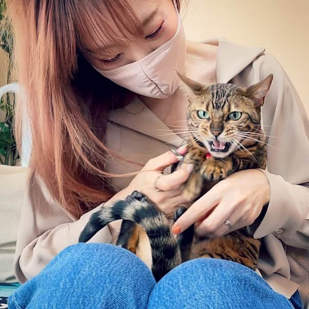 にゃんたまハウスさんのインスタグラム写真 - (にゃんたまハウスInstagram)「実家に帰る前に皆の爪切りをしてから帰りました✂ 久々にベルにびっくりするほど文句言われました… #爪切り #にゃんたまhouse #ベンガル猫 #ねこ部 #ご機嫌ななめ」2月11日 21時44分 - tamaki0916