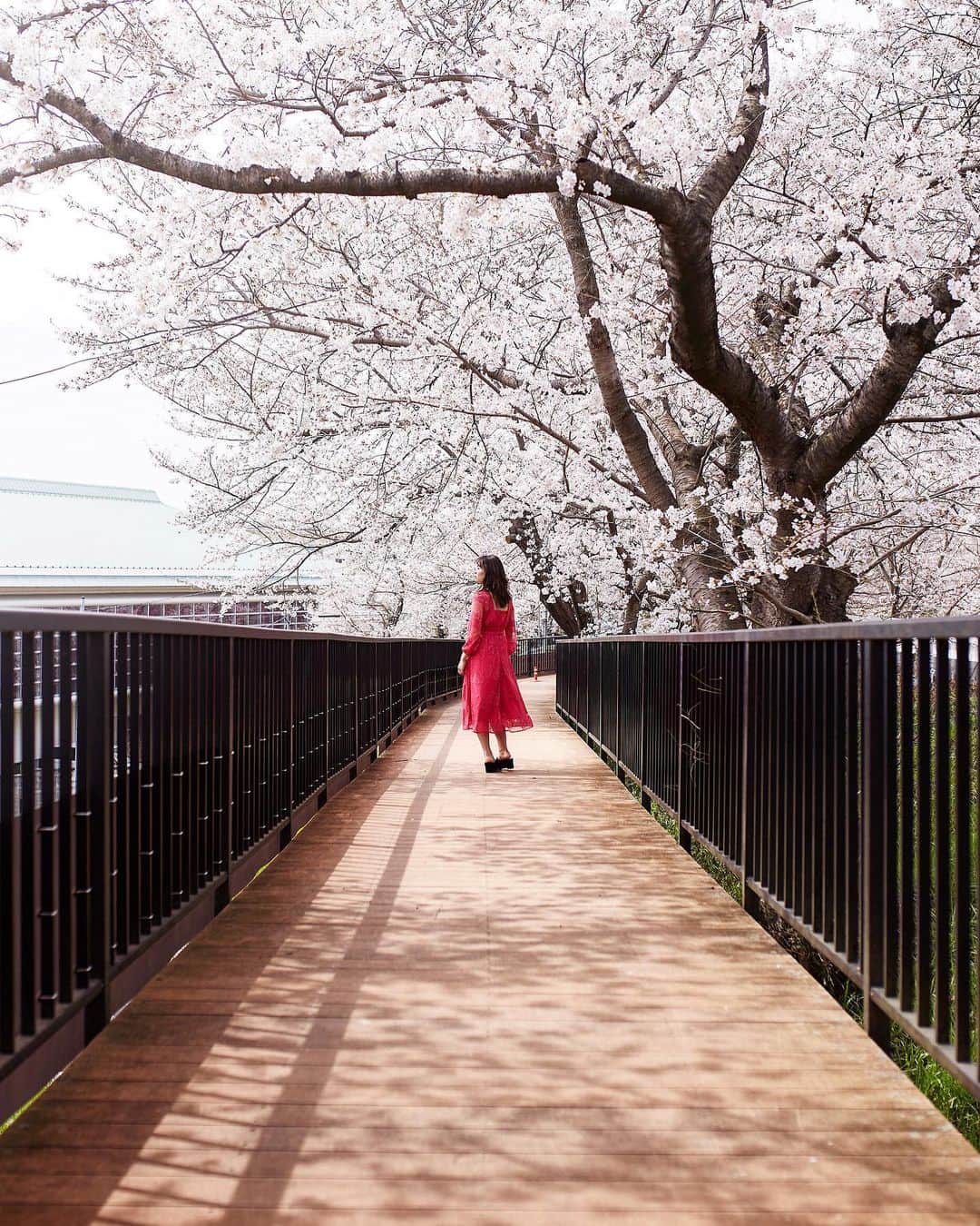 Najiiのインスタグラム：「Bloom - - 桜 - - #instagramjapan #tokyo_grapher  #tokyocameraclub #東京カメラ部 #mycanon #canonasia #photo_shorttrip #lovers_nippon #pics_jp #visitjapanjp #unknownjapan #thediscoverer #sakura #cherrytree #blossom #桜 #eos #my_eos_photo  #kyoto #京都」