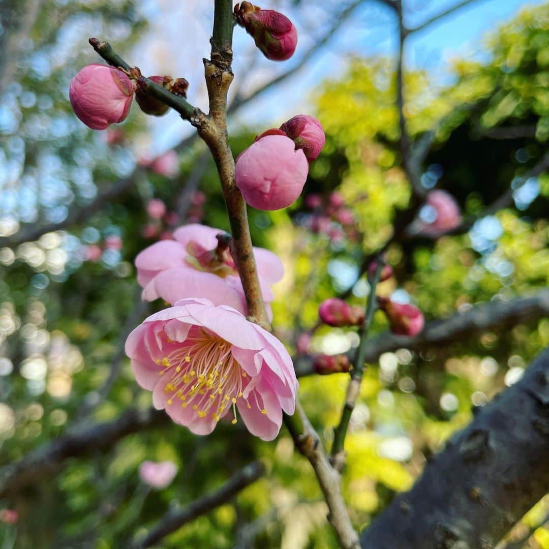 山本左近さんのインスタグラム写真 - (山本左近Instagram)「梅の咲き始め、春の訪れ🌸  『 春されば　まづ咲く　やどの梅の花　ひとり見つつや　春日暮らさむ 』　 筑前守山上大夫  今は春といえば桜ですが、約1300年ぐらい前の万葉の人びとは梅の花に春を感じ、心を動かされていたようですね。  #梅の花 #万葉集 #春の訪れ」2月11日 22時01分 - sakon_yamamoto